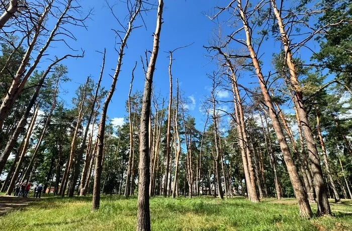 Обстріли Києва: у Микільському лісництві задокументовано пошкодження понад 100 дерев
