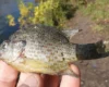 У водоймах Києва оселився «окунь-піранья»