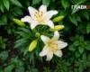 Дощі, грози та поривчастий вітер: погода на 13 липня 2026