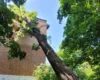 У Києві рятувальники прибрали чотиритонне дерево, що впало на житловий будинок (фото)