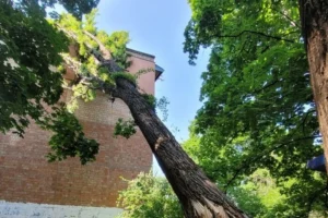 У Києві рятувальники прибрали чотиритонне дерево, що впало на житловий будинок (фото)