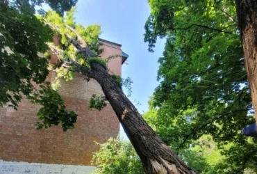 У Києві рятувальники прибрали чотиритонне дерево, що впало на житловий будинок (фото)