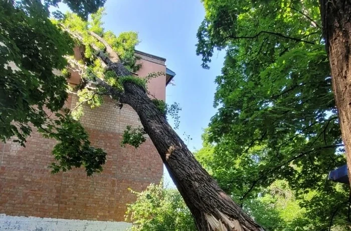 У Києві рятувальники прибрали чотиритонне дерево, що впало на житловий будинок (фото)