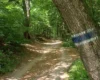 Промарковані екостежки у Голосіївському лісі: чому треба користуватися ними під час прогулянок