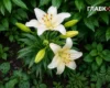 Україну накриють дощі та літня прохолода: погода на 9 липня 2026 року