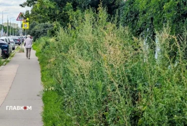 Бур’яни вище голови. Київ зіткнувся з новою проблемою (фото)