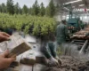Чим далі в ліс – тим більше дров. Неймовірна схема розквітла у реформованих «Лісах України»