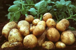 Польща різко скоротила посіви картоплі: що сталося
