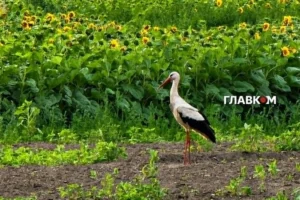 Неділя принесе українцям дощі та грози: погода на 12 липня 2026