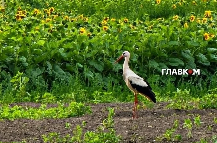 Неділя принесе українцям дощі та грози: погода на 12 липня 2026
