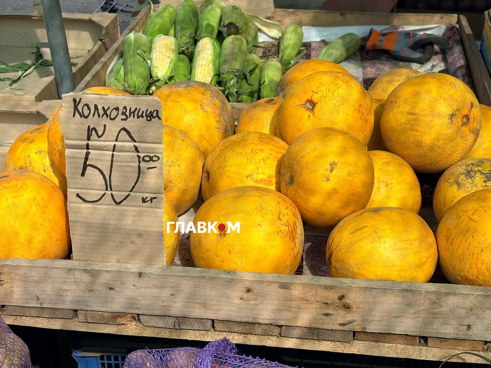 Диня «Колгоспниця»