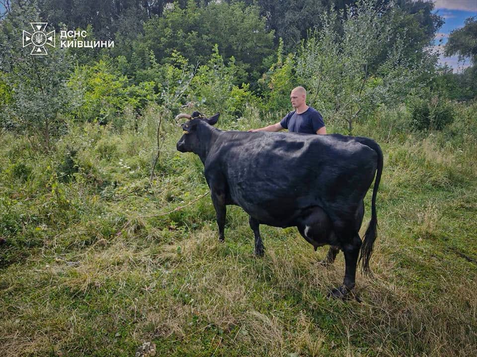 Під час рятувальної операції тварина не постраждала