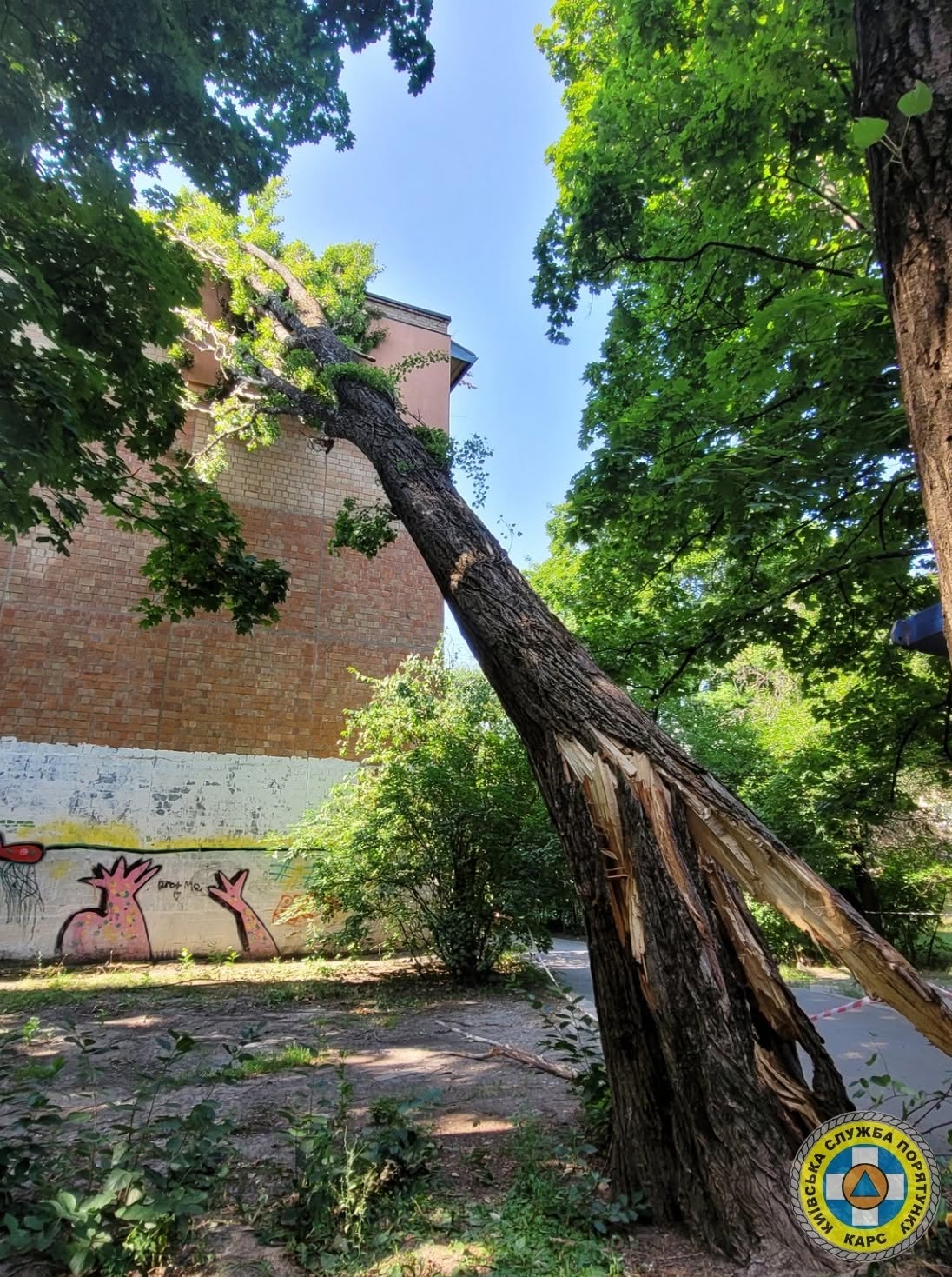 Зламане дерево на  вулиці Михайла Донця похилилося на торець будинку 