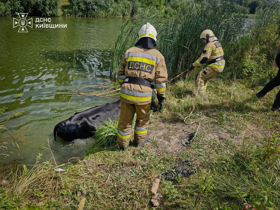 Корова впала у річку і не могла самостійно вибратися з водойми