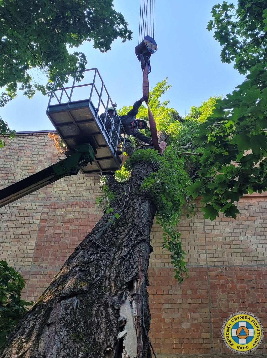 Рятувальники розпиляли дерево на безпечні шматки і спустили на землю