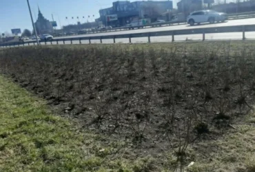 «Київавтодор» витратив десятки мільйонів на екзотичні рослини, які не прижилися (фото)