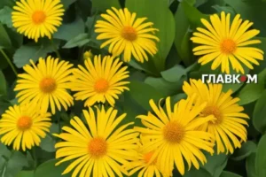 Синоптикиня попередила, коли повернеться спека в Україну