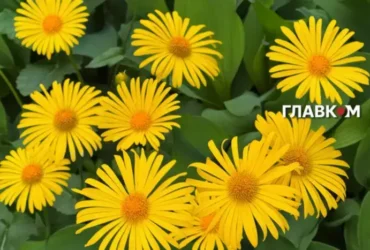 Синоптикиня попередила, коли повернеться спека в Україну