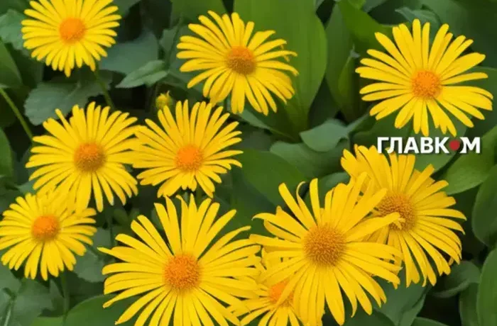 Синоптикиня попередила, коли повернеться спека в Україну