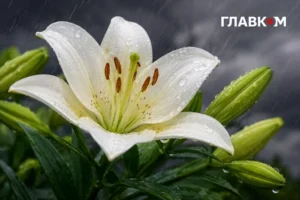 Грози, зливи, град і шквали: погода на 21 липня 2026