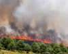 Масштабні пожежі в Іспанії: площа випалених лісів зросла сягнула 172 тисяч гектарів