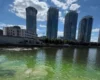 У Києві на Дніпровській набережній зацвіла вода: місцеві скаржаться на сморід (відео)