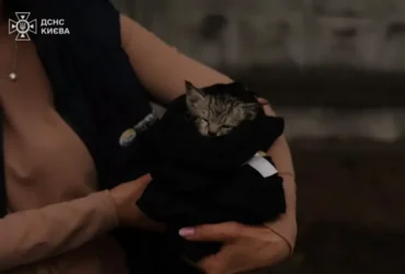У Вишневому надзвичайники врятували з-під завалів пораненого кота