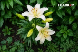 Грози, град і шквали накриють Україну: погода на 8 липня 2026 року