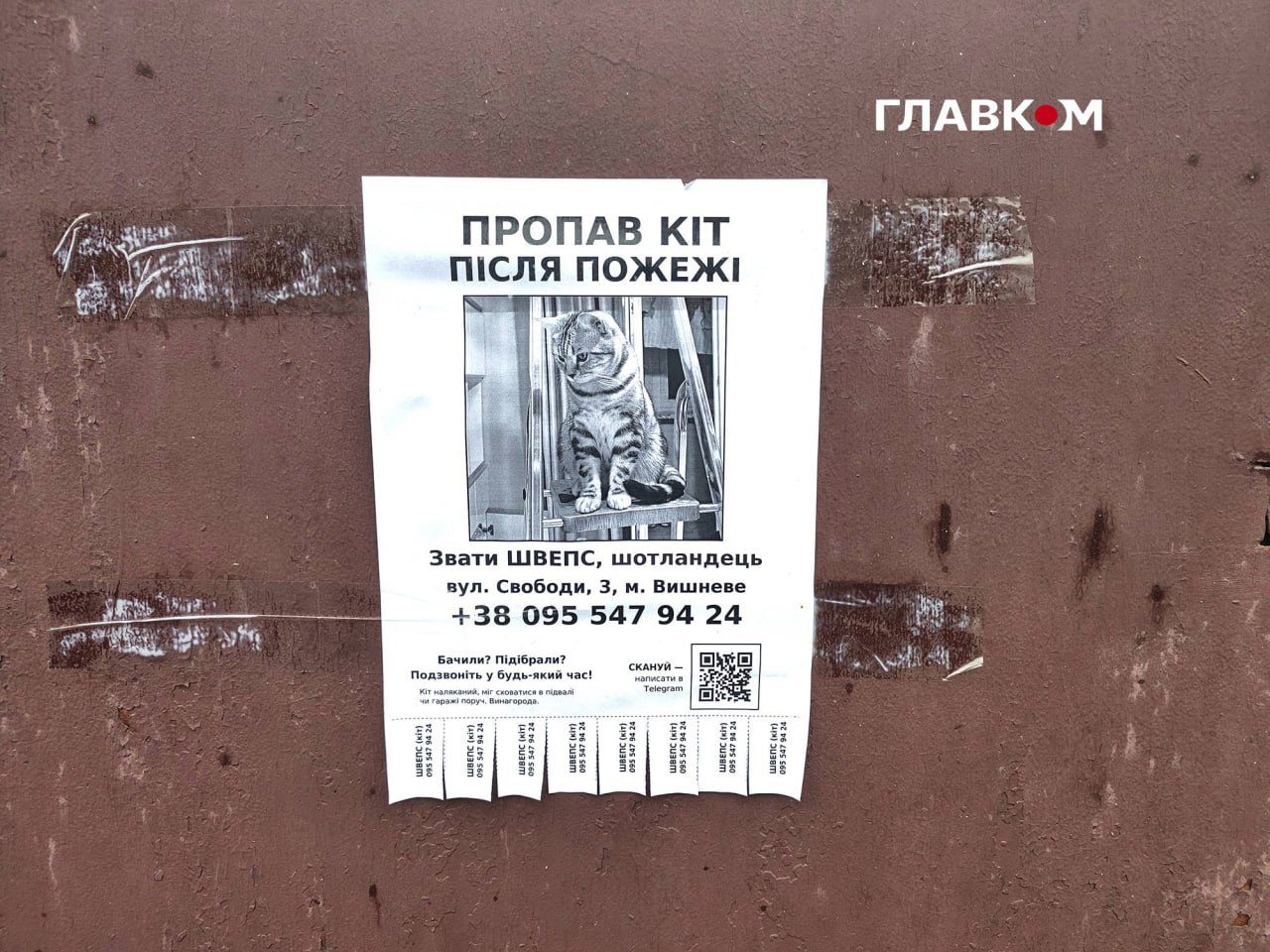 Зниклий кіт Тетяни та Миколи