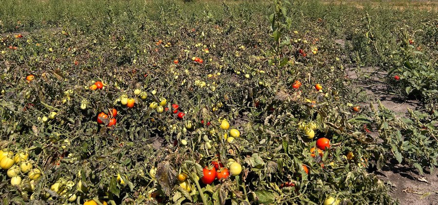 Ділянка, на якій ростуть саджанці помідорів