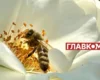 В Україні з’явився мед нового врожаю: скільки коштує літр