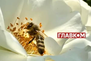 В Україні з’явився мед нового врожаю: скільки коштує літр