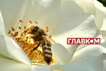 В Україні з’явився мед нового врожаю: скільки коштує літр