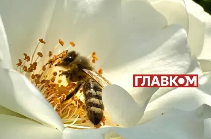 В Україні з’явився мед нового врожаю: скільки коштує літр