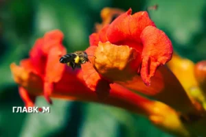 В Україні з’явився мед нового врожаю: скільки коштує літр
