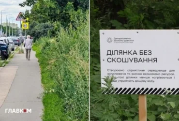 Весь Київ у бур’янах. Біолог пояснив, у чому небезпека