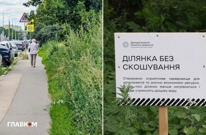 Весь Київ у бур’янах. Біолог пояснив, у чому небезпека