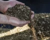 Україна вперше переробила понад 40% урожаю ріпаку – рекорд галузі