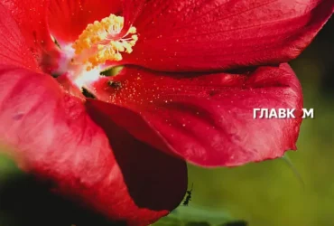 Спека до 31° і надзвичайна пожежна небезпека: погода на 11 серпня 2026