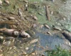 Мор риби під Києвом: фахівці з’ясовують стан води в річці Ірпінь