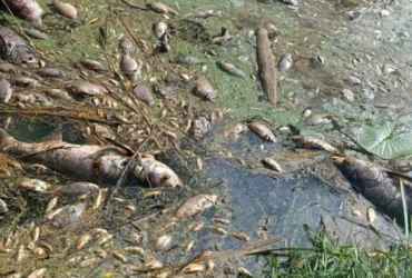 Мор риби під Києвом: фахівці з’ясовують стан води в річці Ірпінь