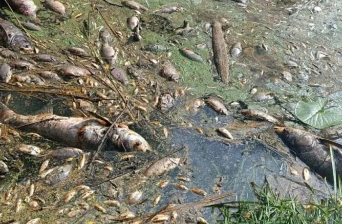 Мор риби під Києвом: фахівці з’ясовують стан води в річці Ірпінь