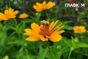 Україну накриє аномальна спека, але частину областей заллють дощі: погода на 7 серпня 2026 року