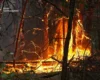 На Черкащині спалахнула масштабна лісова пожежа (фото)