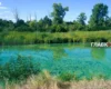 Чому «зацвів» Дніпро та які загрози це приховує: пояснення біолога