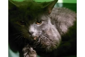 У Львові запроваджено карантин через сказ у кота