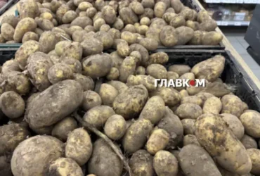 Картопля подорожчає восени? Науковець пояснив, як спека вплинула на врожай
