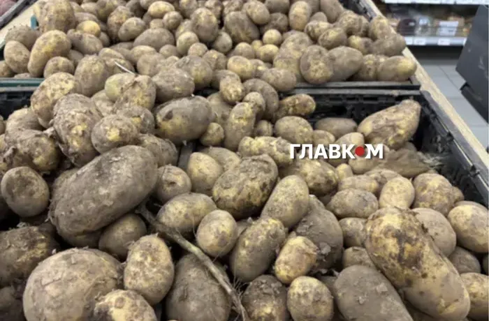 Картопля подорожчає восени? Науковець пояснив, як спека вплинула на врожай
