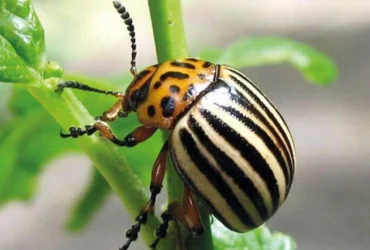 Такого не було 30 років. На волинських городах зафіксовано унікальну аномалію з картоплею