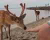 Дикі олені вийшли до людей на Київському водосховищі (відео)